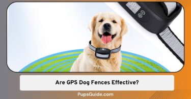 Are GPS Dog Fences Effective