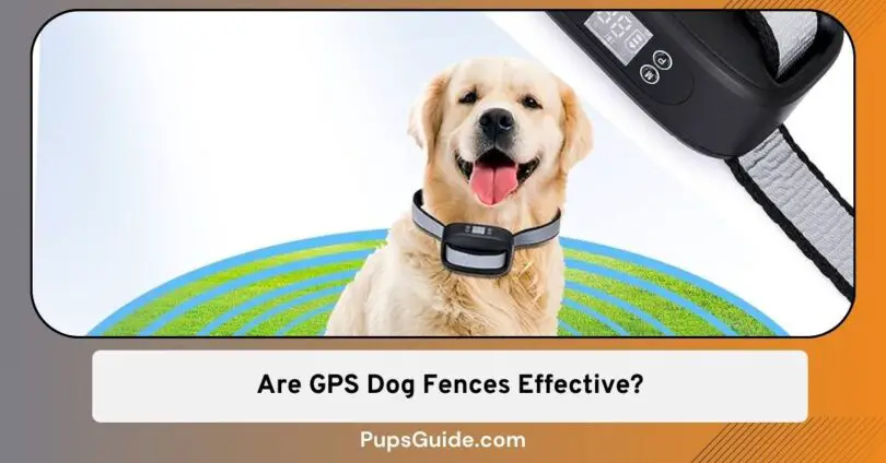 Are GPS Dog Fences Effective