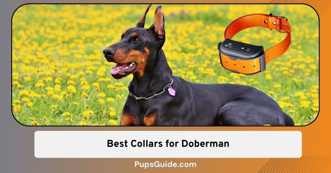 7 Best Collars for Doberman (Casual + Shock/Training) - PupsGuide