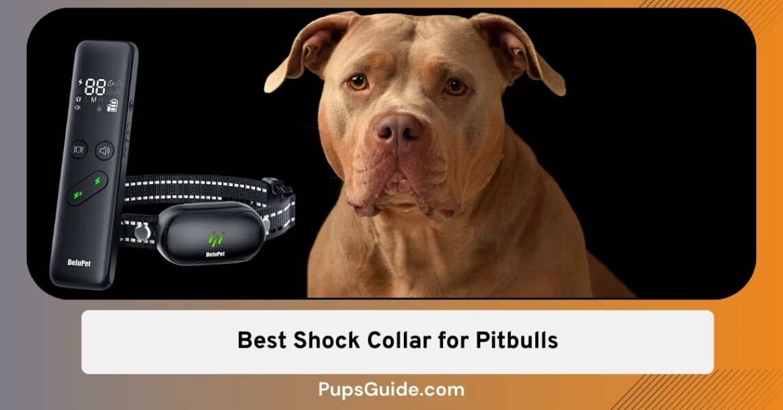 7 Tested and Tried Best Shock Collar for Pitbulls PupsGuide