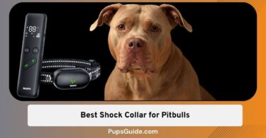 Best Shock Collar for Pitbulls