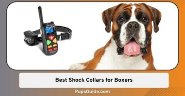 Best Shock Collars for Boxers