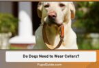 Do Dogs Need to Wear Collars