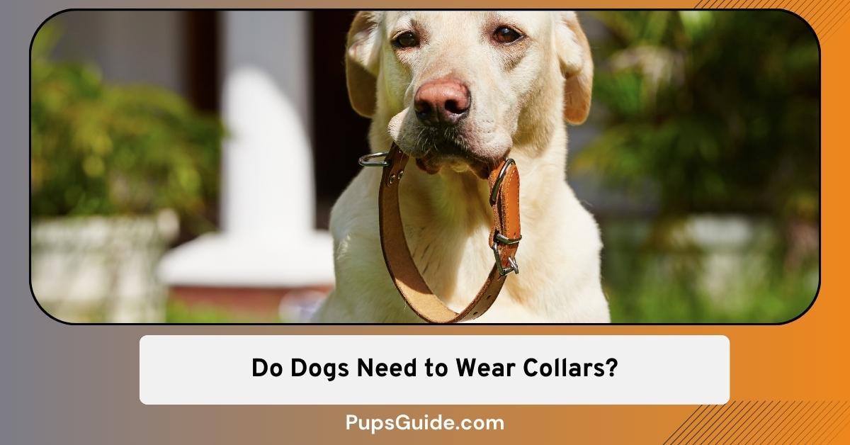 Do Dogs Need to Wear Collars? Yes, Here's Why - PupsGuide