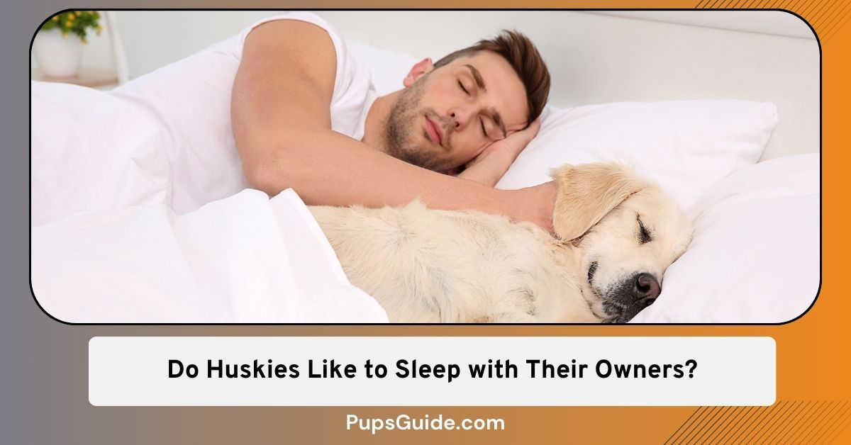Do Huskies Like to Sleep with Their Owners? [Also, Why Shouldn’t You Let Them Sleep with You