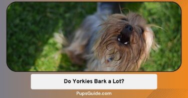 Do Yorkies Bark a Lot