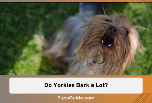 Do Yorkies Bark a Lot