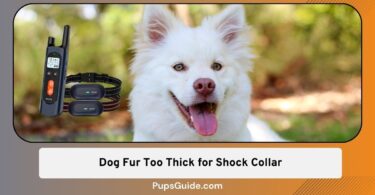 Dog Fur Too Thick for Shock Collar