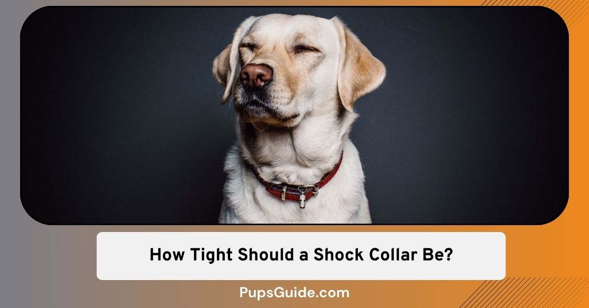 How Tight Should a Shock Collar Be? - Fitting a Collar - PupsGuide