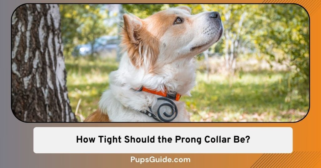 How Tight Should the Prong Collar Be? - Let's Find Out - PupsGuide