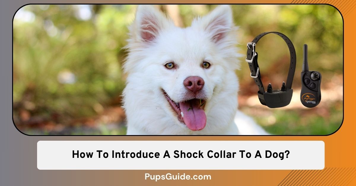 How To Introduce A Shock Collar To A Dog? [3 Steps] - PupsGuide