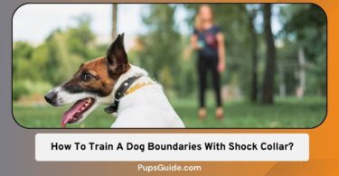 How To Train A Dog Boundaries With Shock Collar