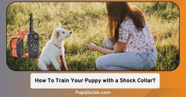 How To Train Your Puppy with a Shock Collar