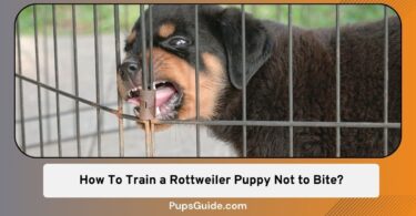 How To Train a Rottweiler Puppy Not to Bite