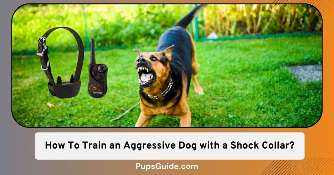 How To Train an Aggressive Dog with a Shock Collar? 4 Basic Things to Do PupsGuide