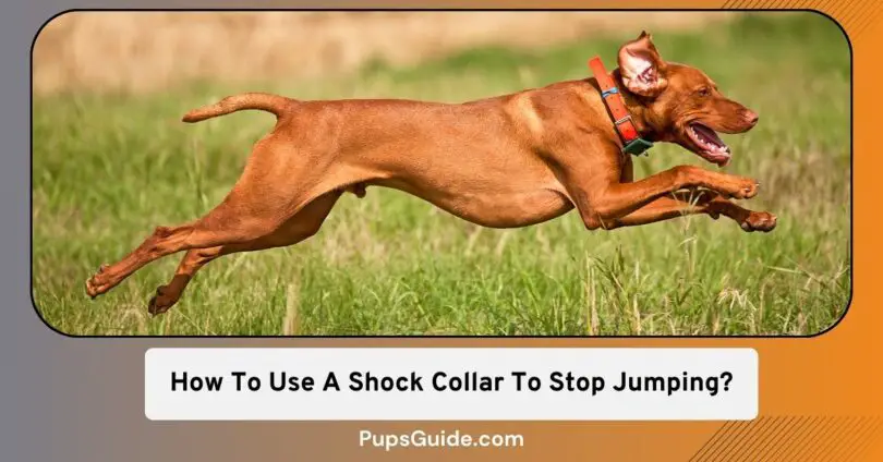 How To Use A Shock Collar To Stop Jumping