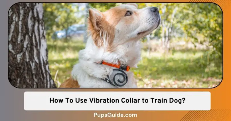 How To Use Vibration Collar to Train Dog