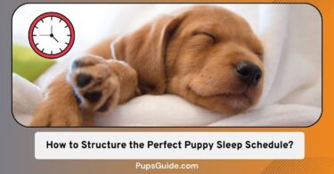How to Structure the Perfect Puppy Sleep Schedule