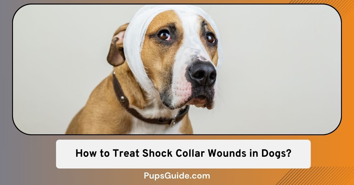 How to Treat Shock Collar Wounds in Dogs? PupsGuide