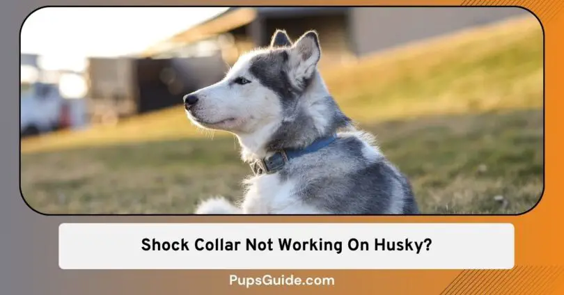 Shock Collar Not Working On Husky