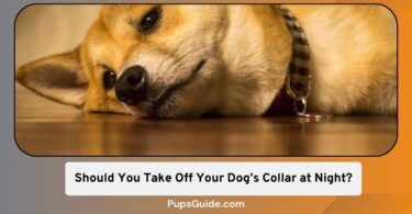 Should You Take Off Your Dog’s Collar at Night