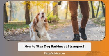 how to stop dog barking at strangers