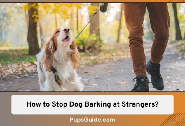 how to stop dog barking at strangers