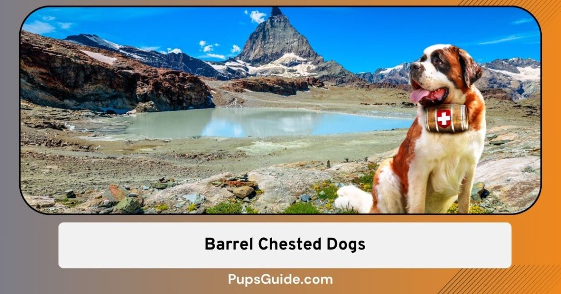 Barrel Chested Dogs [12 Dogs and Health Risks] PupsGuide