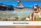 Barrel Chested Dogs