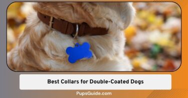 Best Collars for Double-Coated Dogs