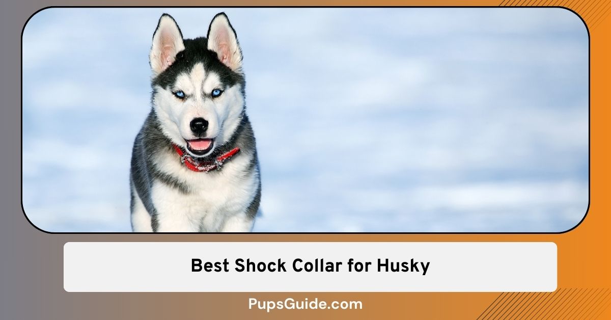 7 Long Pronged Best Shock Collar For Husky 2024 List PupsGuide   Best Shock Collar For Husky 