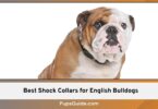 Best Shock Collars for English Bulldogs