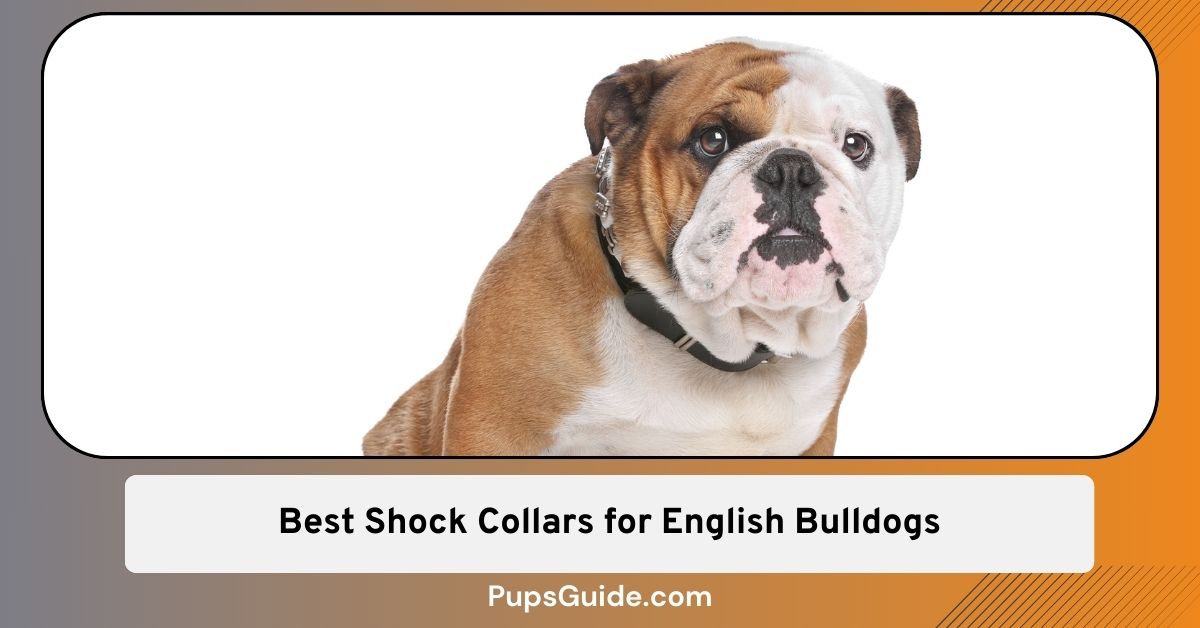 5 (Tested and Tried) Best Shock Collars for English Bulldogs in 2024 PupsGuide