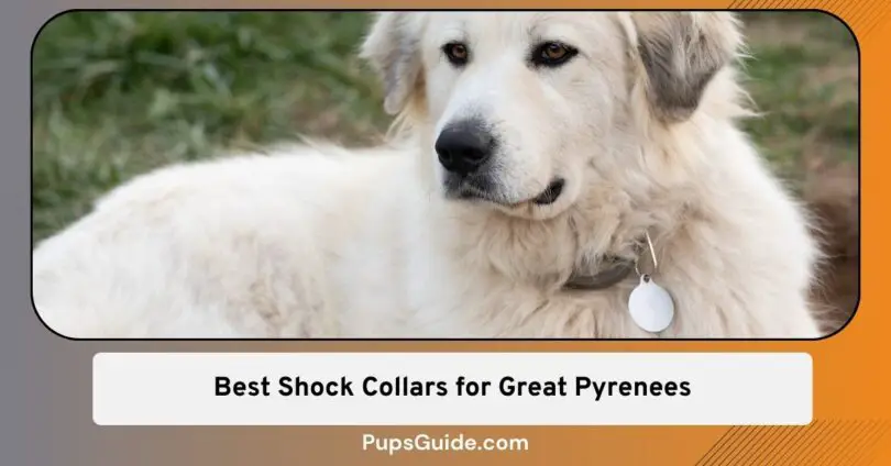 Best Shock Collars for Great Pyrenees