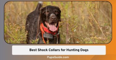 Best Shock Collars for Hunting Dogs
