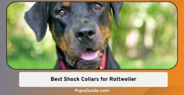 Best Shock Collars for Rottweiler