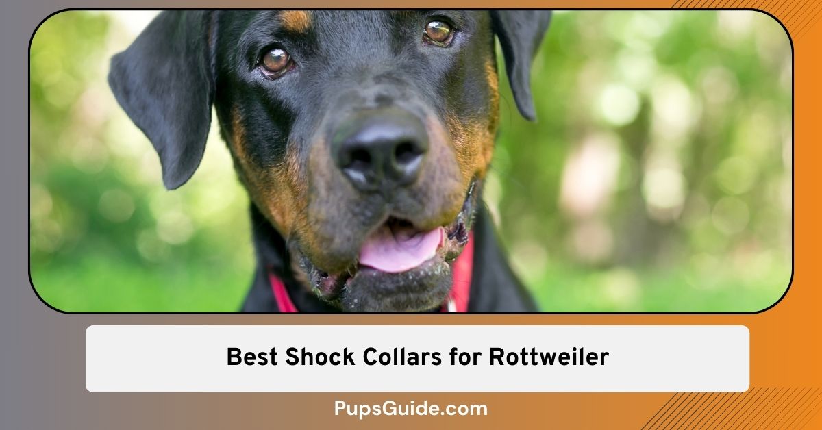 Shock collar for clearance rottweiler