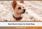 Best Shock Collars for Small Dogs