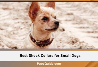 Best Shock Collars for Small Dogs