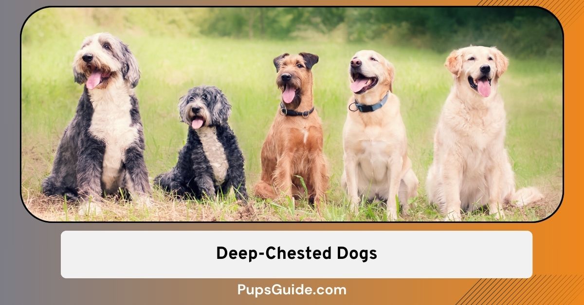 9 DeepChested Dogs and Their Potential Health Concerns PupsGuide