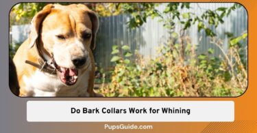 Do Bark Collars Work for Whining