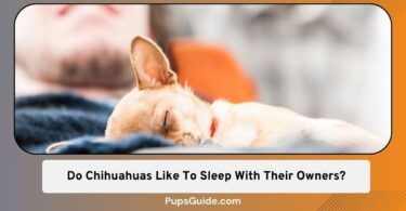 Do Chihuahuas Like To Sleep With Their Owners
