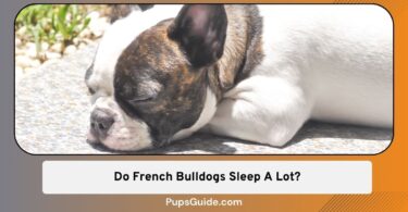 Do French Bulldogs Sleep A Lot