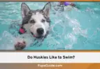 Do Huskies Like to Swim