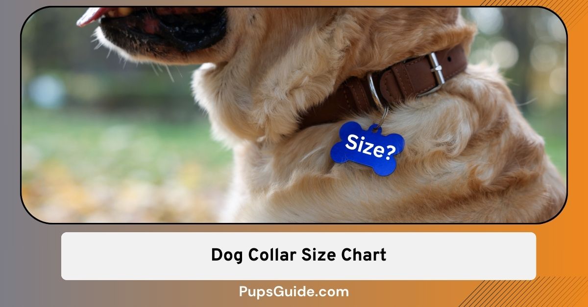 90+ Breeds Dog Collar Size Chart [2024 List] - PupsGuide