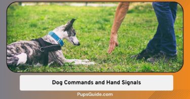 Dog Commands and Hand Signals