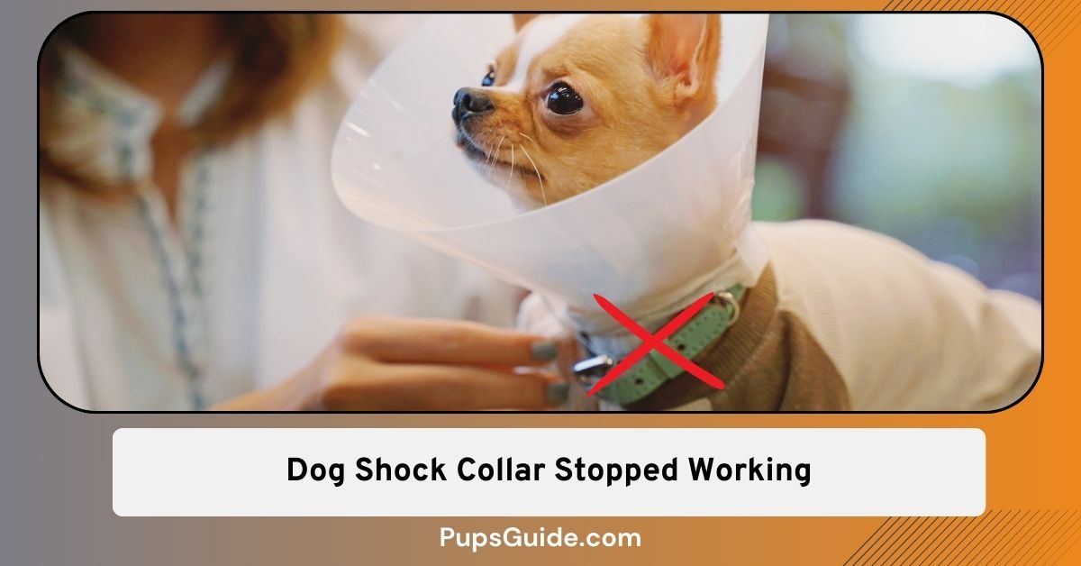 10 Ways To Troubleshoot Dog Shock Collar Stopped Working PupsGuide