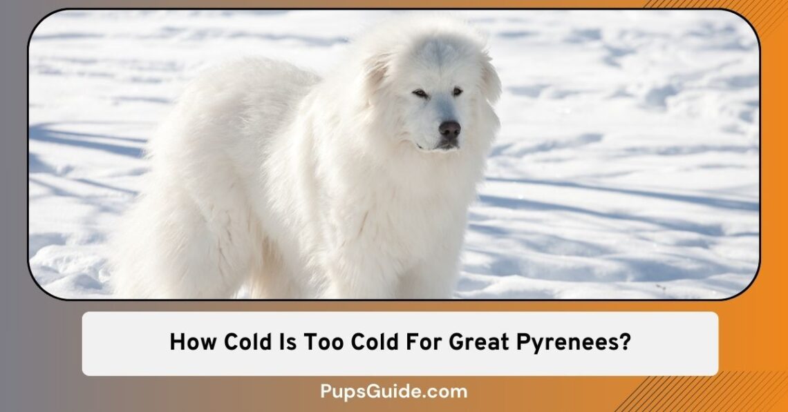 How Cold Is Too Cold For Great Pyrenees? [And the Signs That They Are
