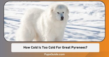 How Cold Is Too Cold For Great Pyrenees