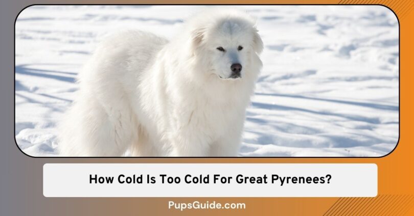How Cold Is Too Cold For Great Pyrenees